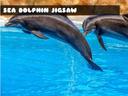 Sea Dolphin Jigsaw icon