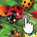 Ladybug Clicker icon