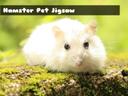 Hamster Pet Jigsaw icon