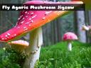 Fly Agaric Mushroom icon
