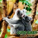 Cute Baby Koala Bear icon
