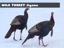 Wild Turkey Jigsaw icon