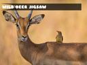 Wild Deer Jigsaw icon