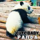 Cute Baby Panda icon