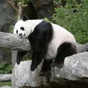 Pandas Slide icon