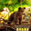 Cute Baby Bears icon