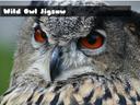 Wild owl Jigsaw icon