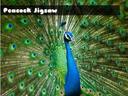 Peacock Jigsaw icon