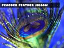 Peacock Feather Jigsaw icon