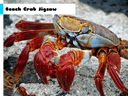 Beach Crab Jigsaw icon