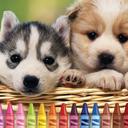 4GameGround - Puppy Coloring icon