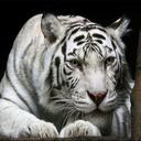 Animals Jigsaw Puzzle - Tiger icon