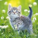 Kittens Jigsaw Puzzle Collection icon