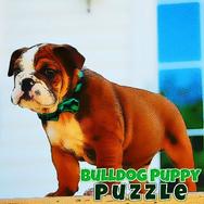 Bulldog Puppy Puzzle