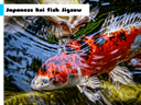 Japanese Koi Fish Jigsaw icon