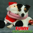 Funny Christmas Dogs icon