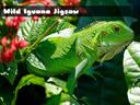Wild Iguana icon