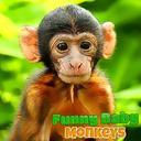 Funny Baby Monkey icon