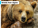 Grizzly Bear Jigsaw icon