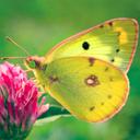 Nature Jigsaw Puzzle - Butterfly icon