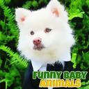 Funny Baby Animals icon
