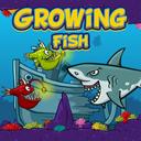 Growing Fish icon