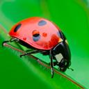 Ladybug Match3 icon