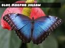 Blue Morpho Butterfly Jigsaw icon