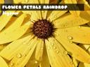 Flower Petals Raindrop Jigsaw icon