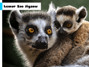 Lemur Zoo Jigsaw icon