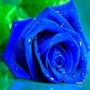 Blue Roses Puzzle icon